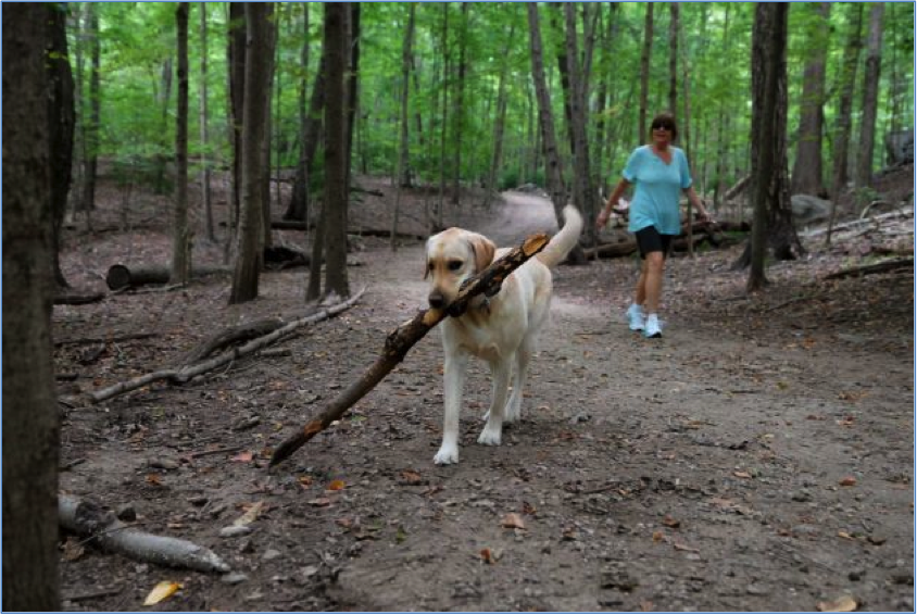 walking dog.jpg.png